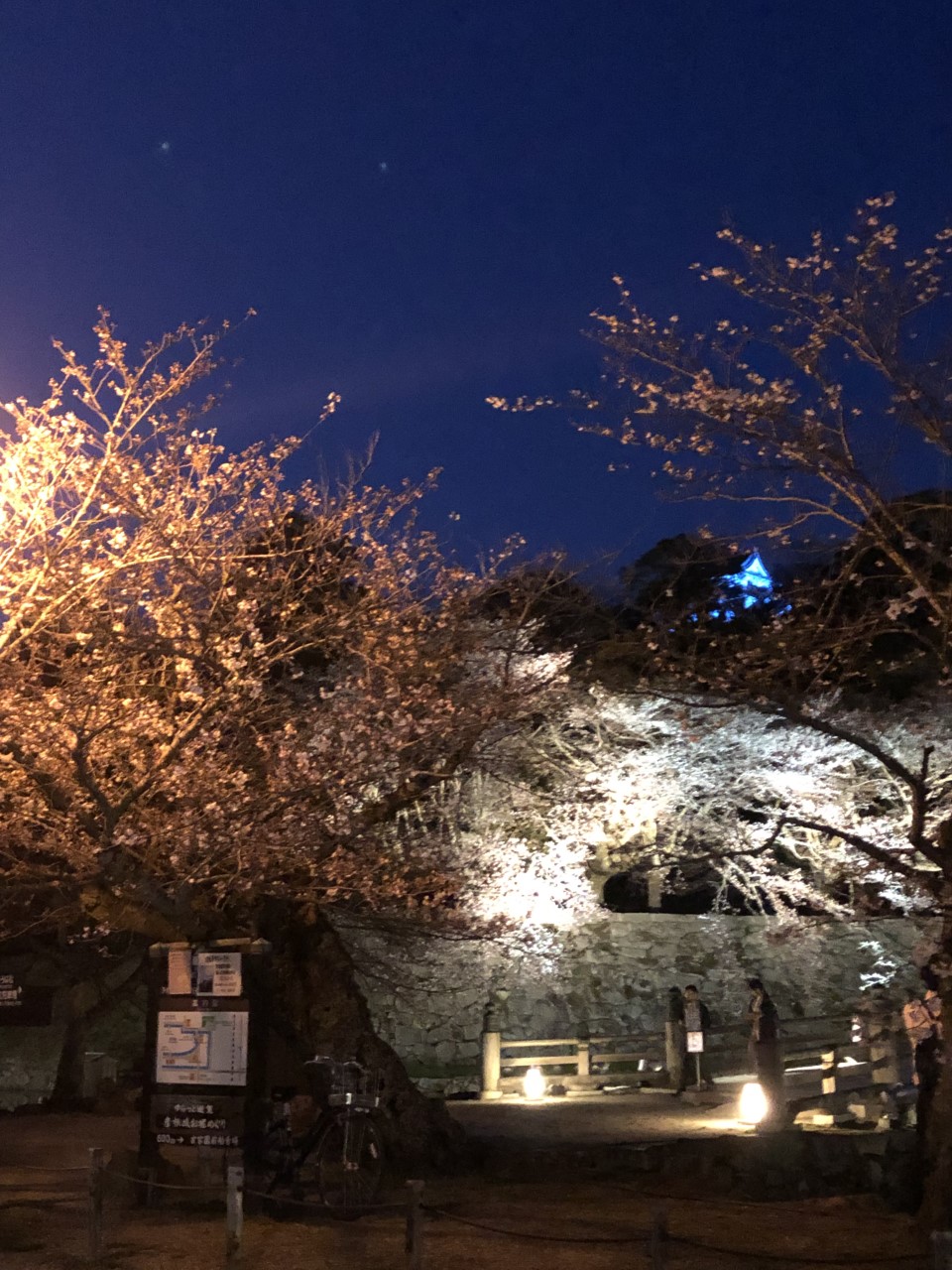 お堀と桜