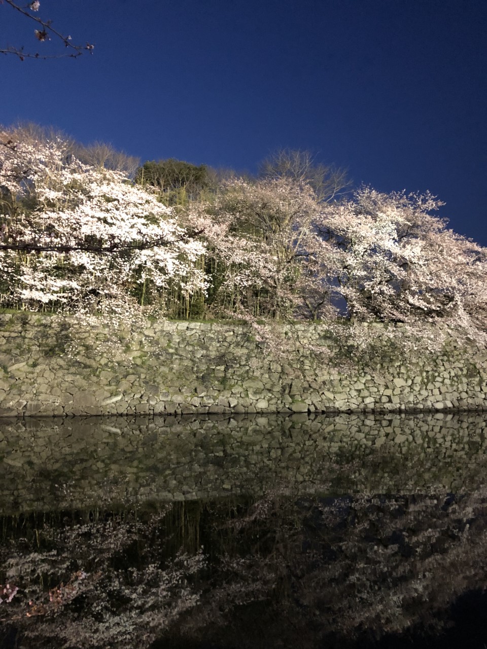 彦根城の桜