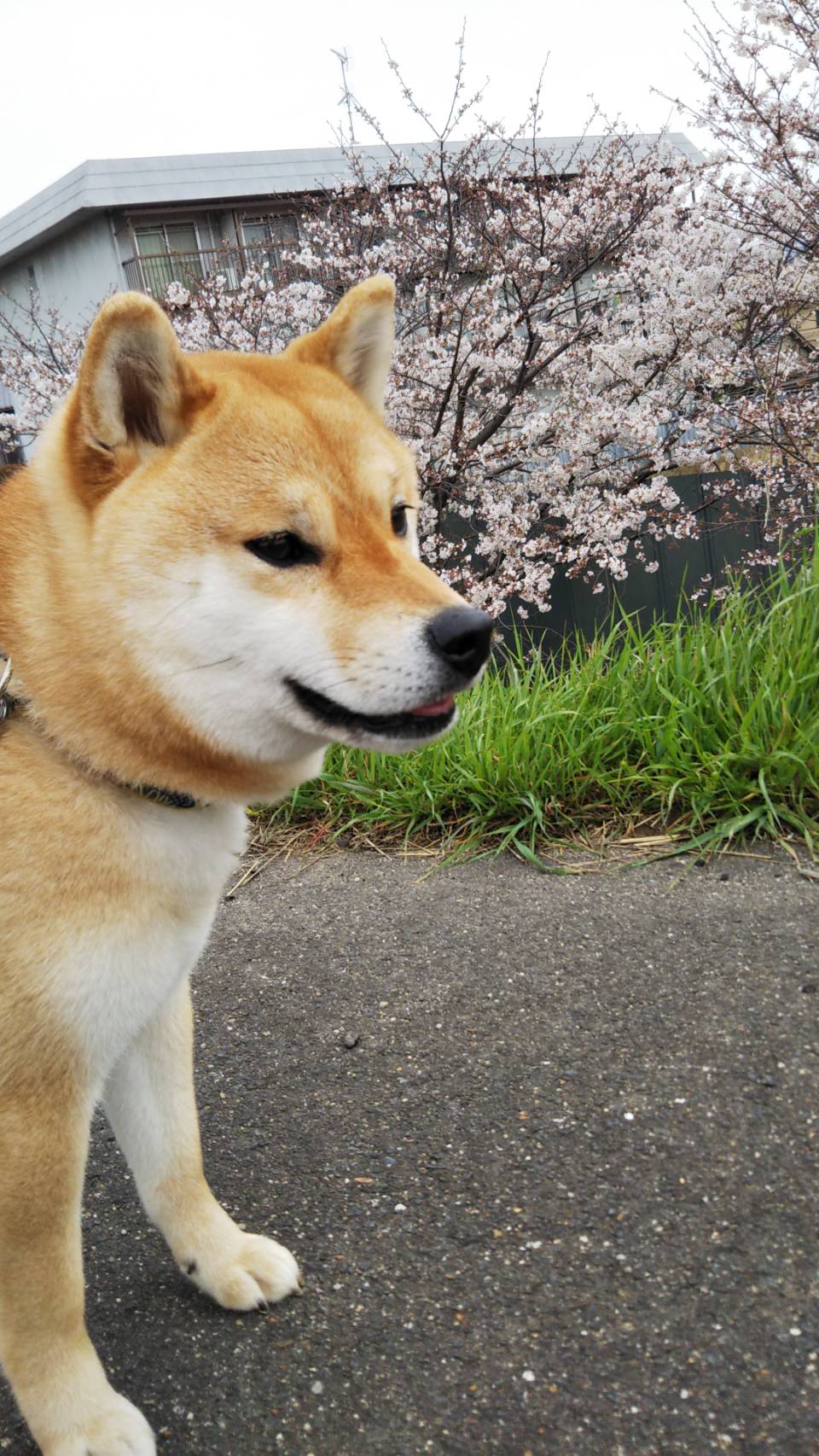 桜とすず