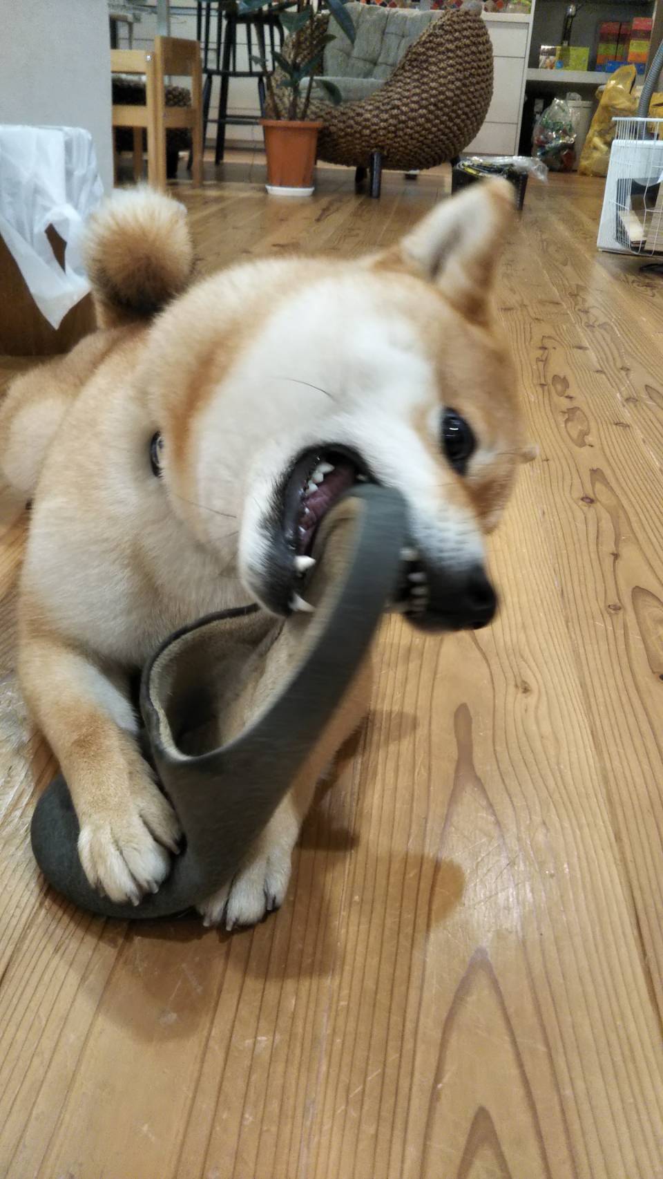 お怒り柴犬