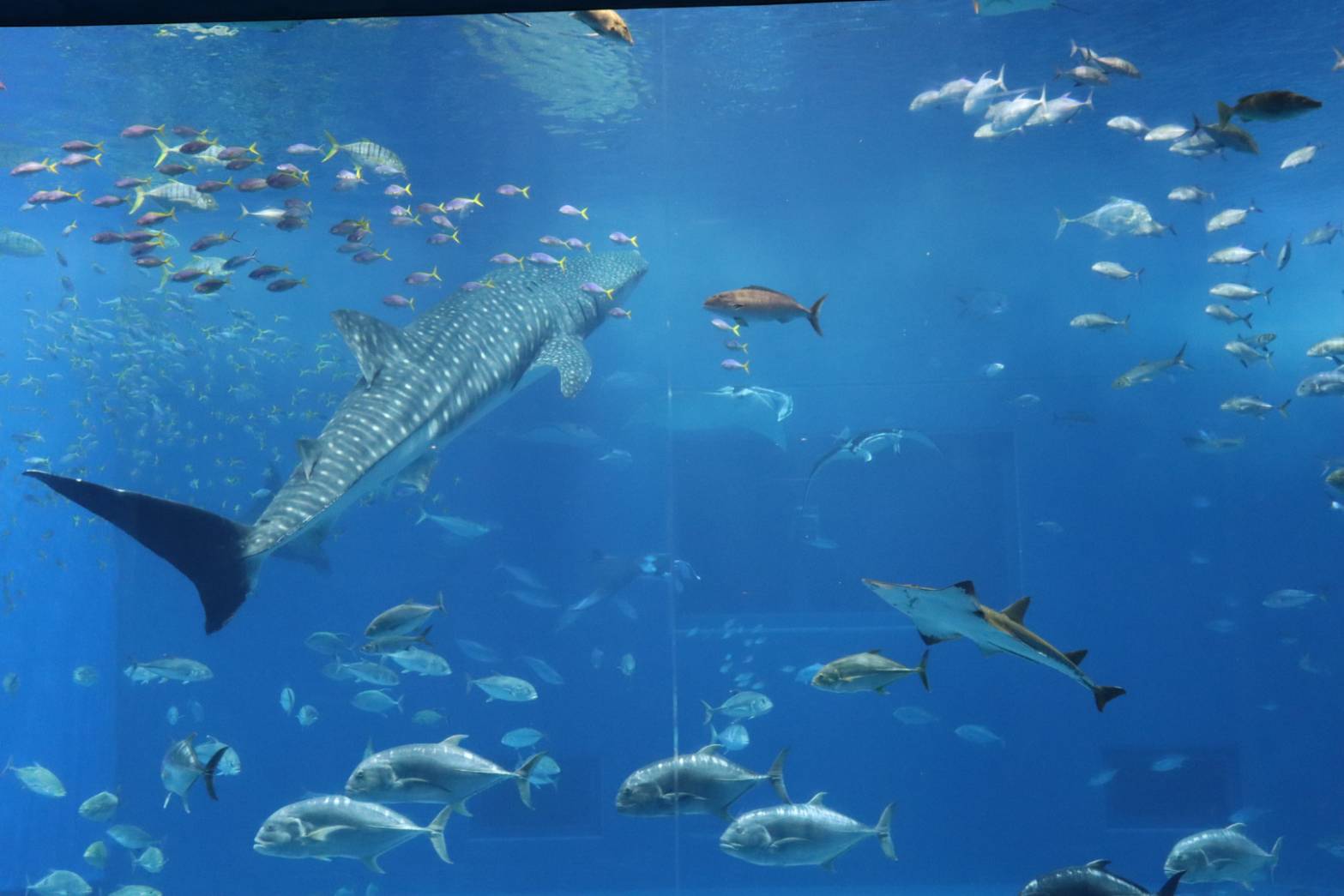 美ら海水族館（様々な海水魚が泳いでいる）