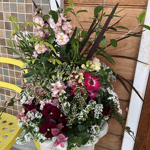 ONESTAR玄関前の花　2019.12.11