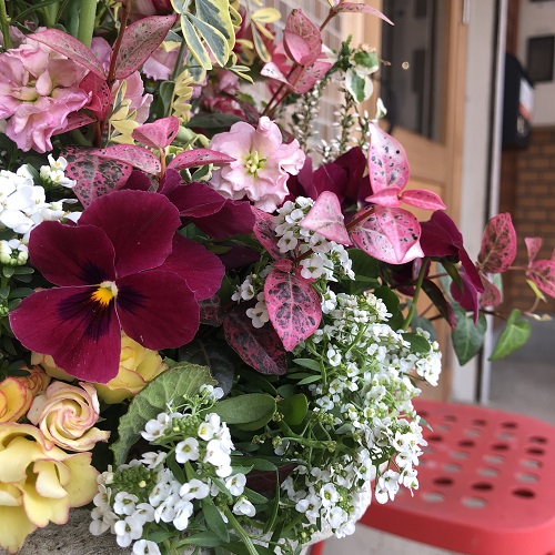 ONESTAR玄関前の花　2019.12.11