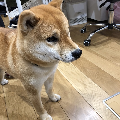 まっすぐ前を見る柴犬すず