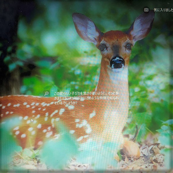 パソコンをたちあげた時に現れる鹿の画像