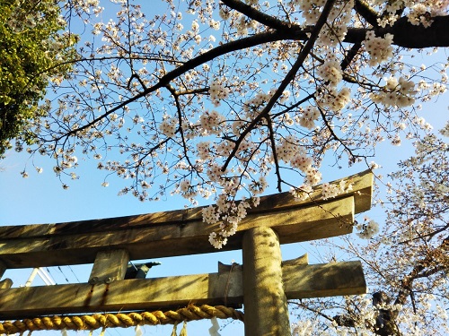 桜