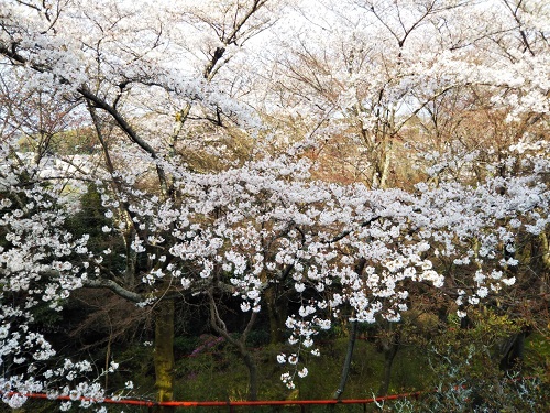 桜