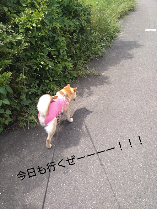 術後5日の柴犬すず