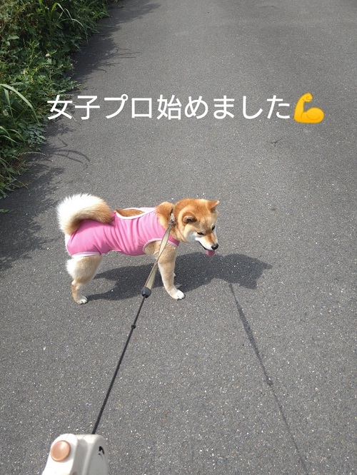 プロレス犬