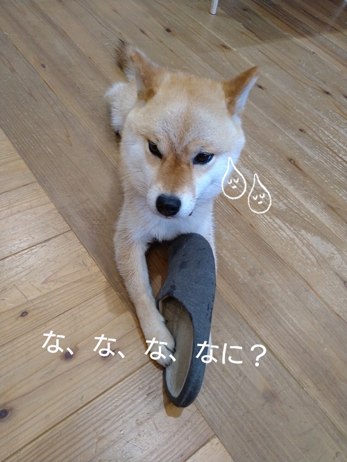 柴犬すず