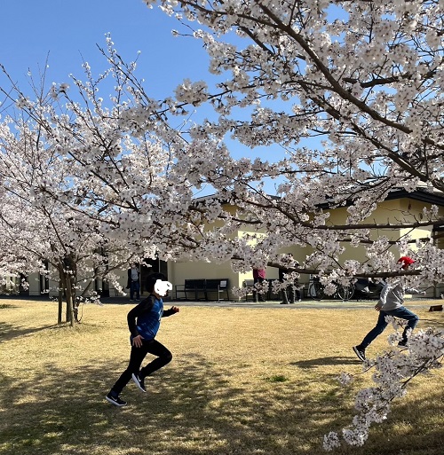 桜