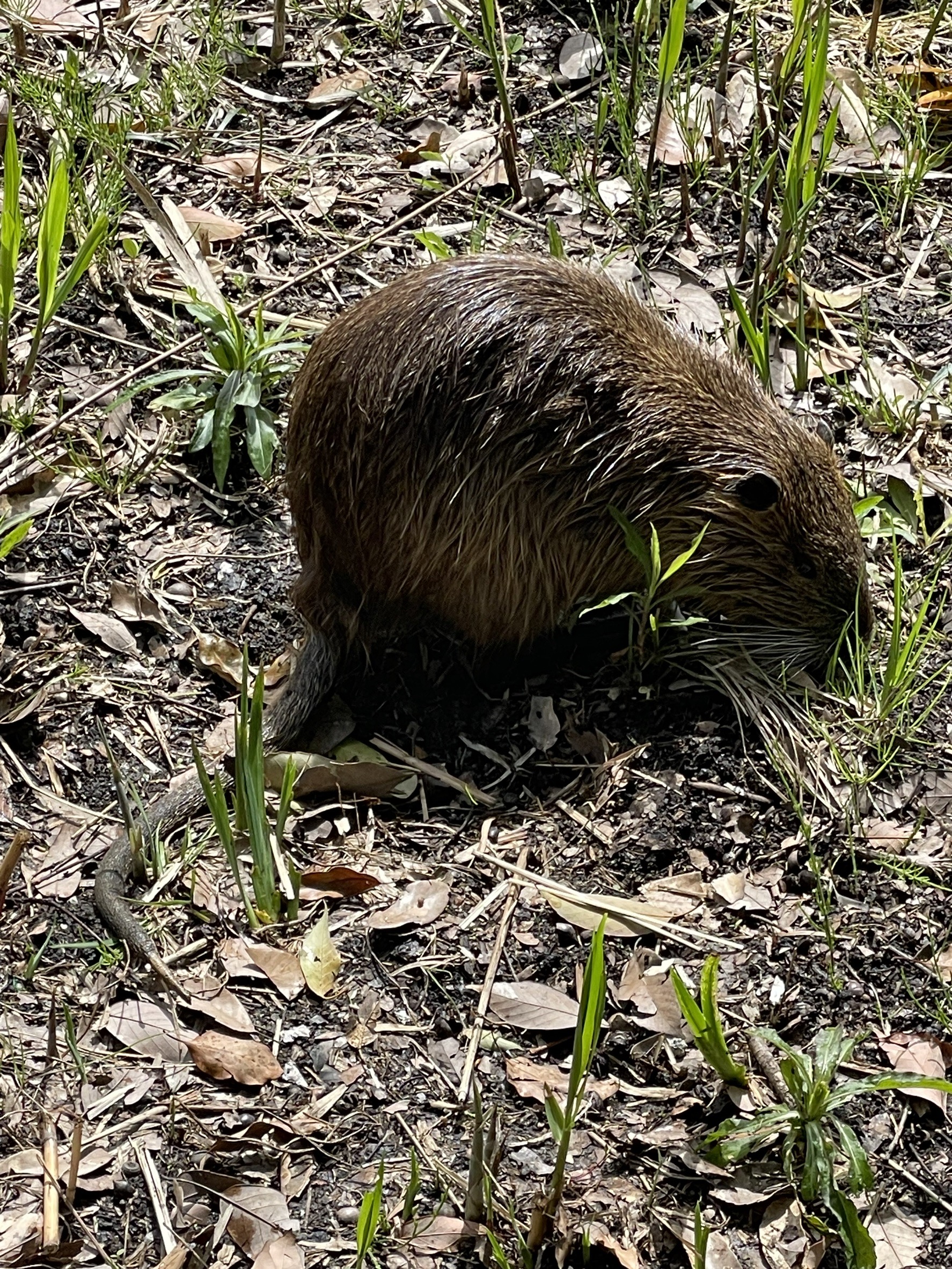 謎の生物