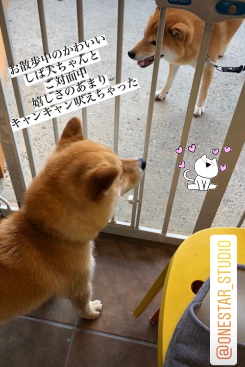 お散歩しば犬くんとの対面