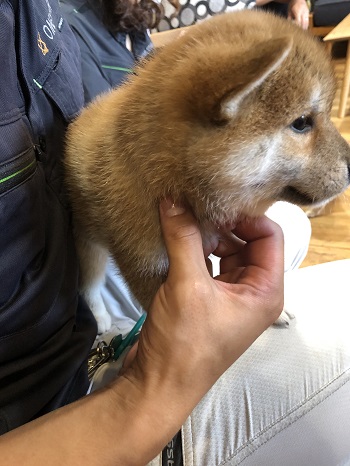 子犬の横顔