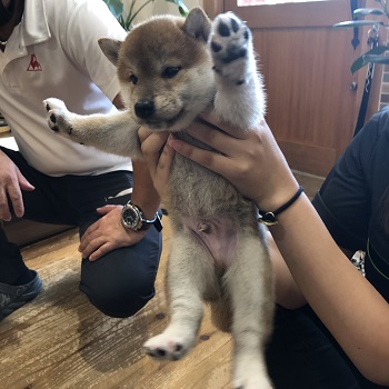 スタッフと子犬