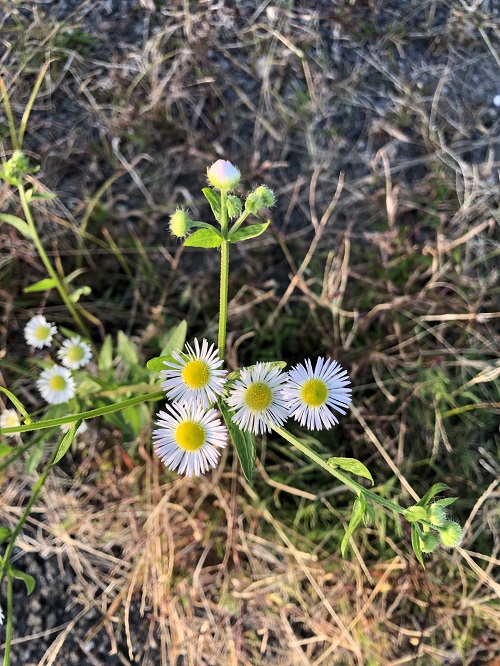 現場の草