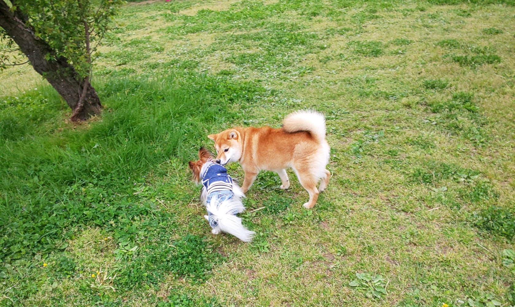 ドッグラン　犬戯れる