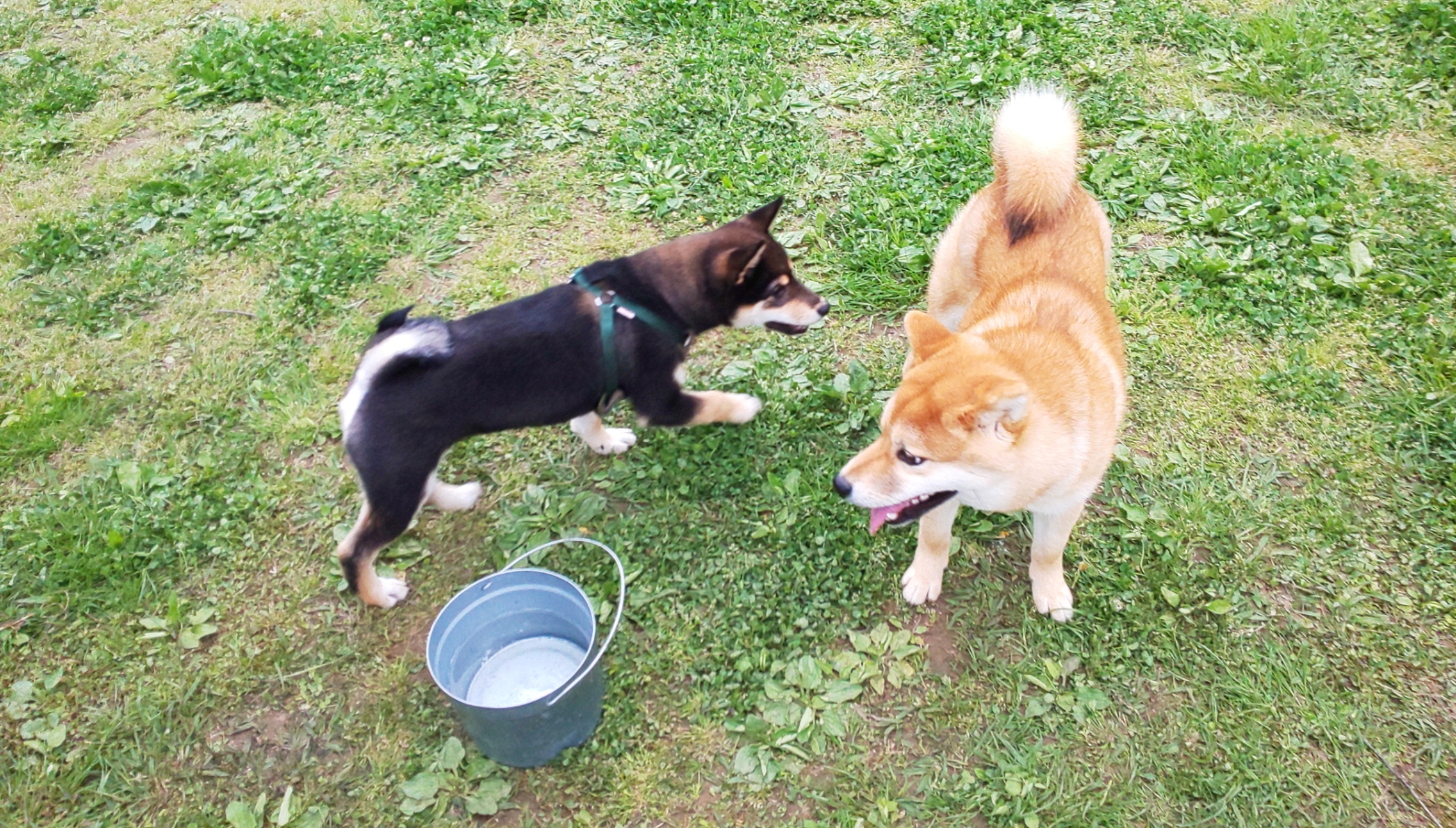 ドッグラン　犬遊ぶ姿