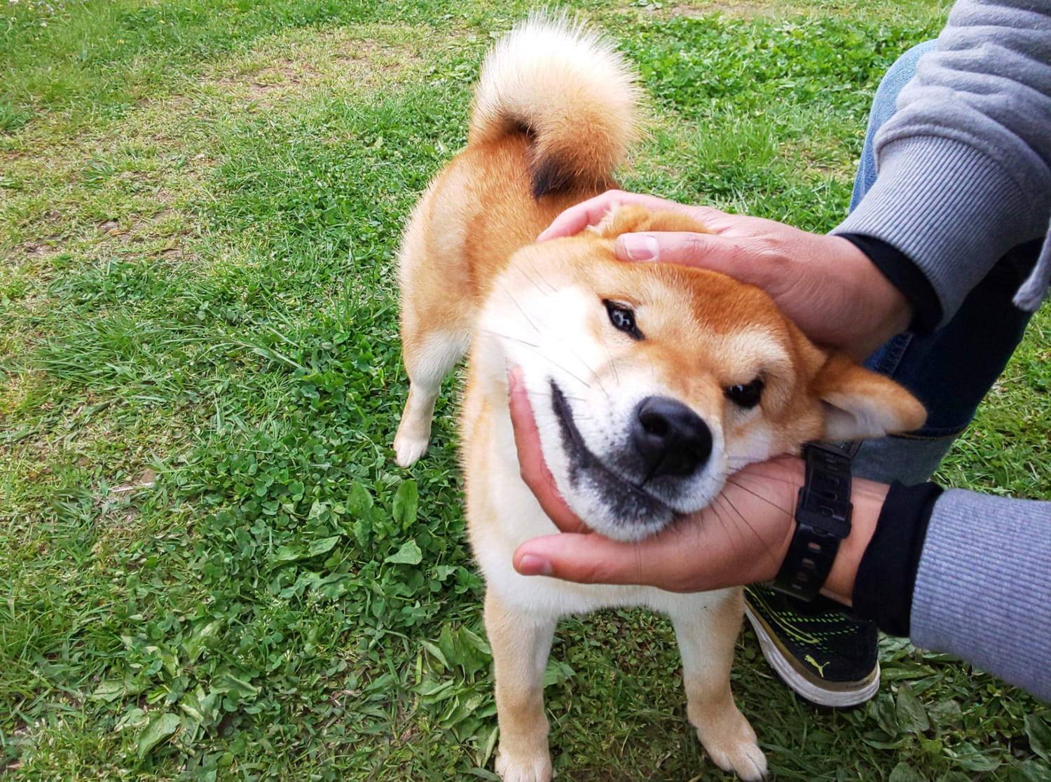 ドッグラン　犬なでなで