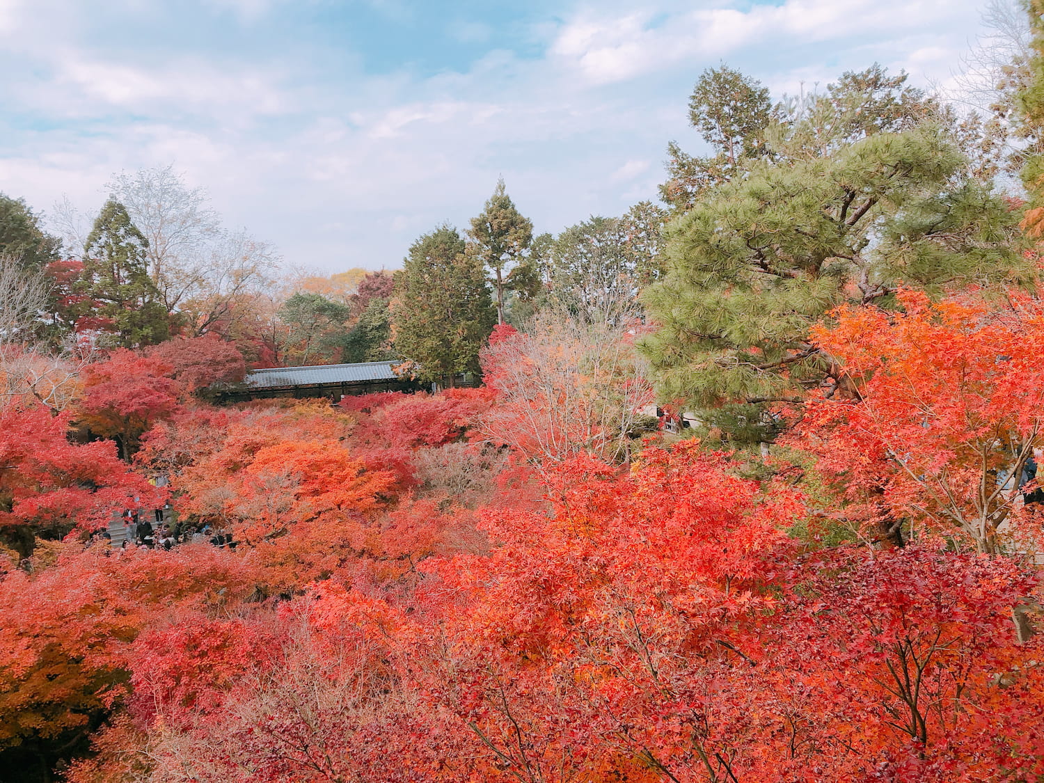 紅葉