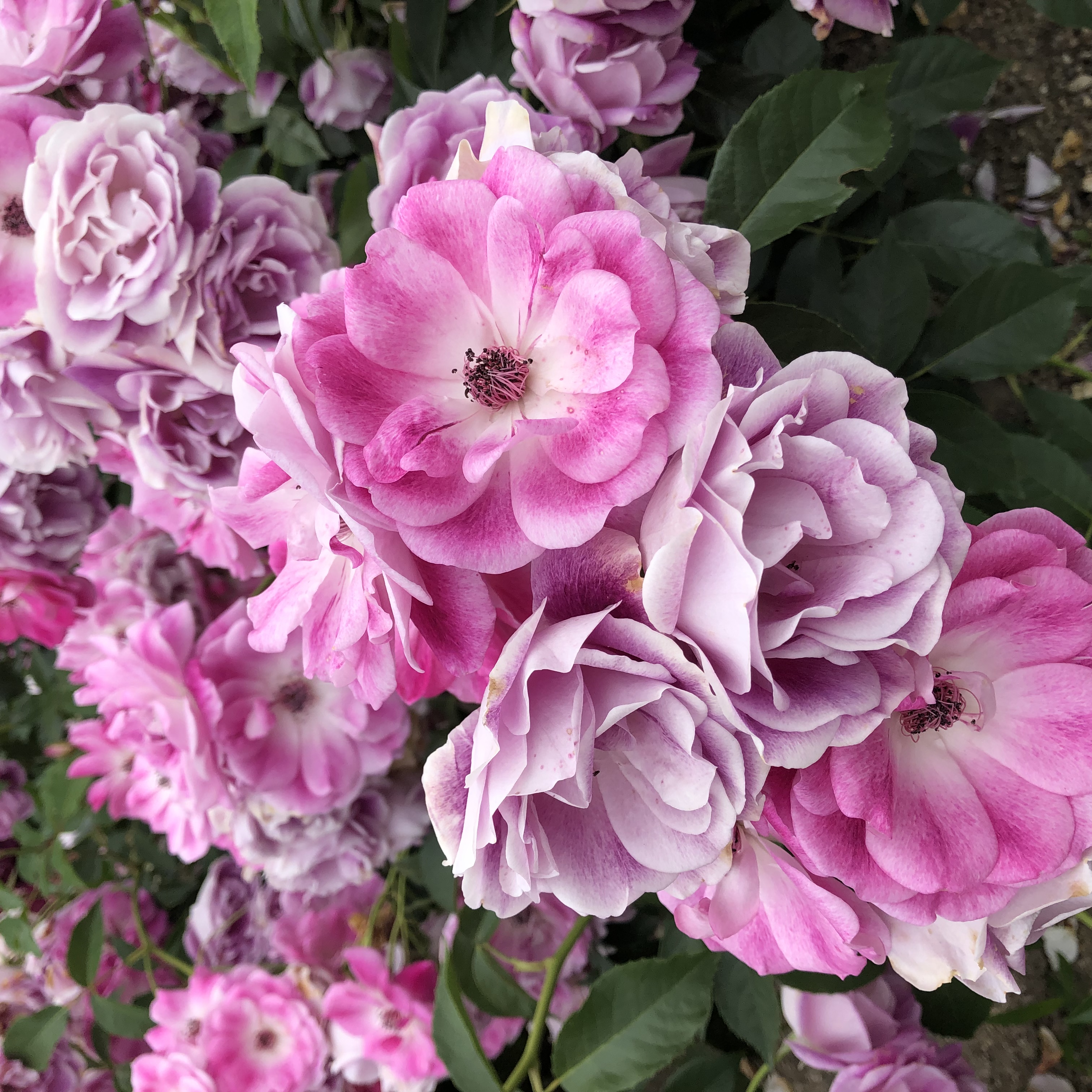 滋賀県にあるバラ公園のバラ開花の様子