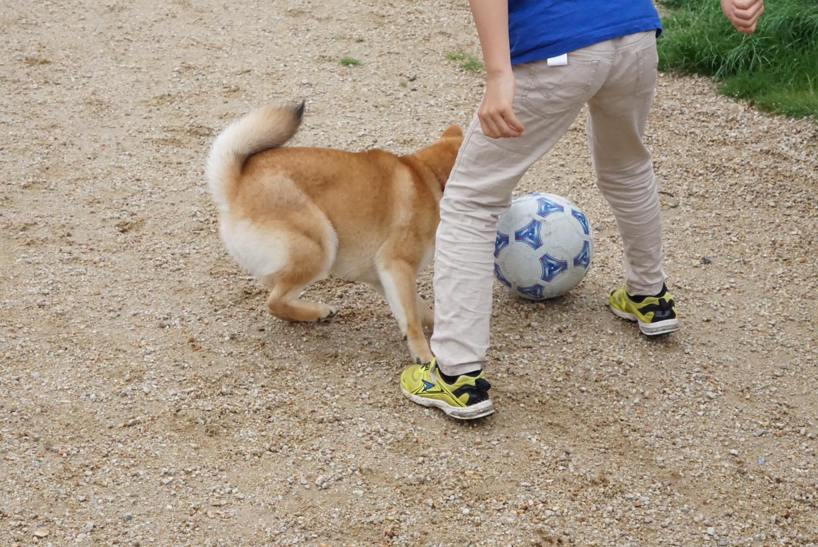 ドックカフェワンズガーデン　すずちゃんと隼君サッカーする