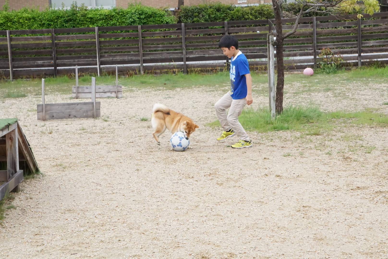 ドックカフェワンズガーデン　すずちゃんと隼君サッカーボールで遊ぶ