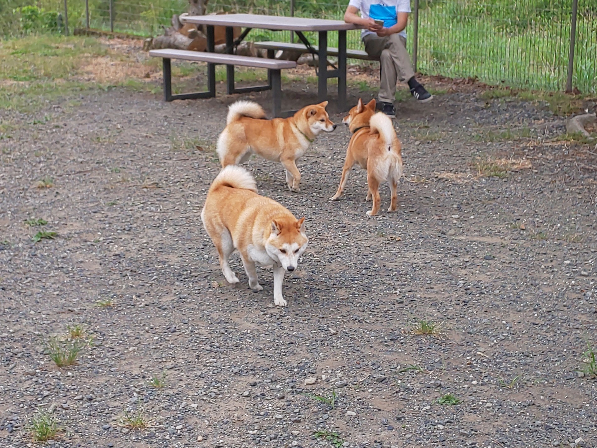 ONESTARの看板犬、すずちゃんが、柴犬だけがいるドッグランで他の柴犬と戯れる様子