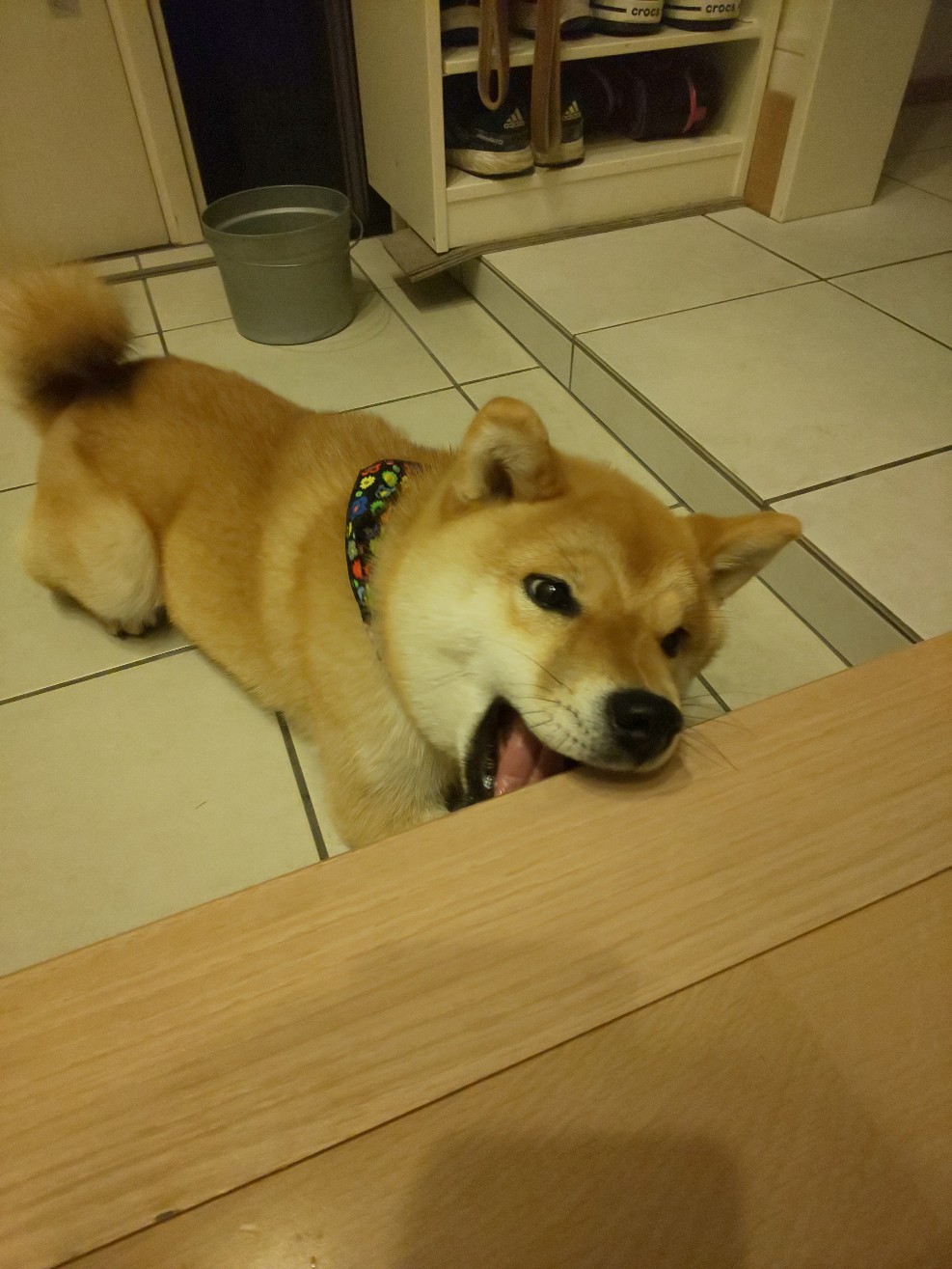 永岡家の玄関かまちを噛むすずちゃん