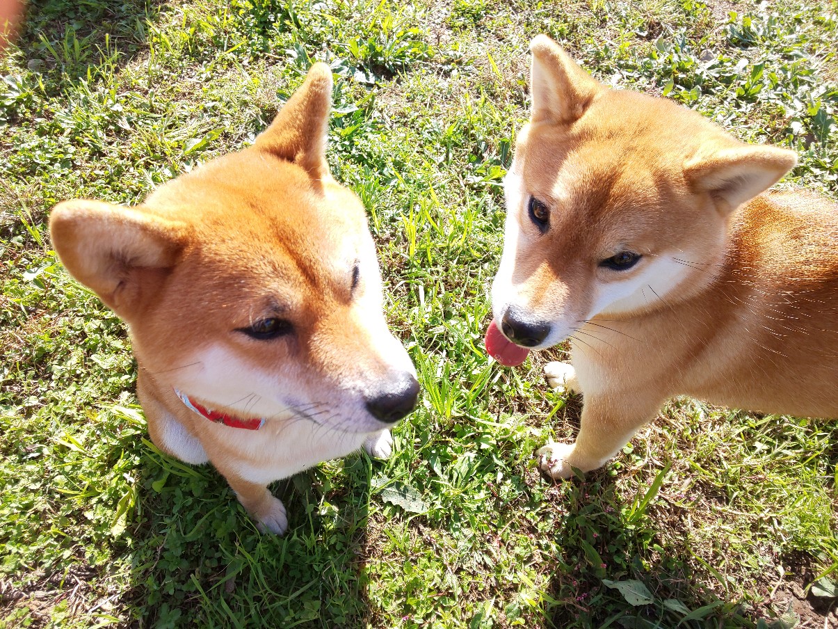 すずによく似た柴犬とツーショット