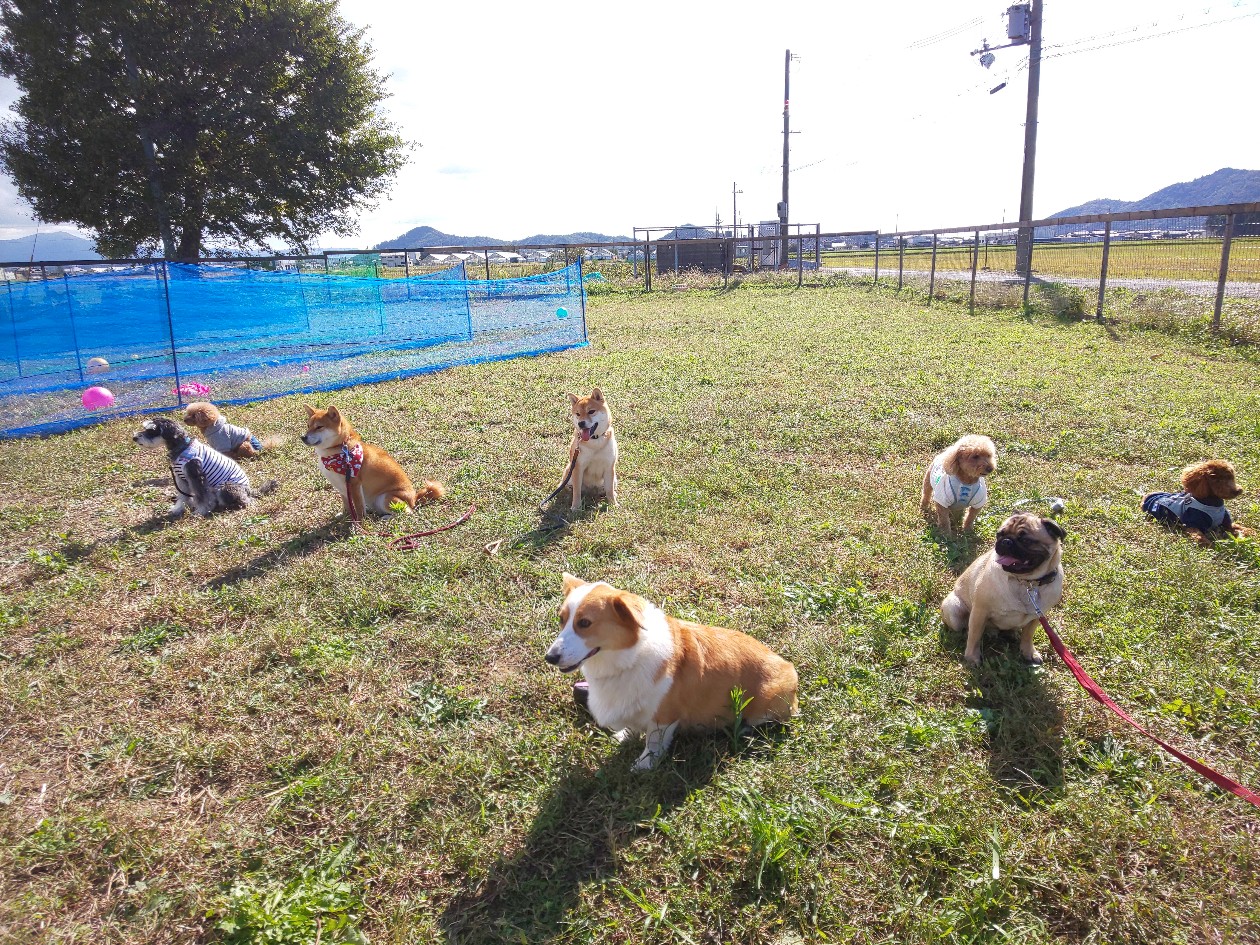 いろんな犬が集合