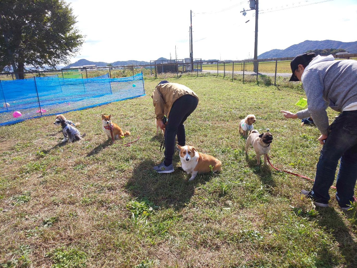 他の犬とじゃれあうすず