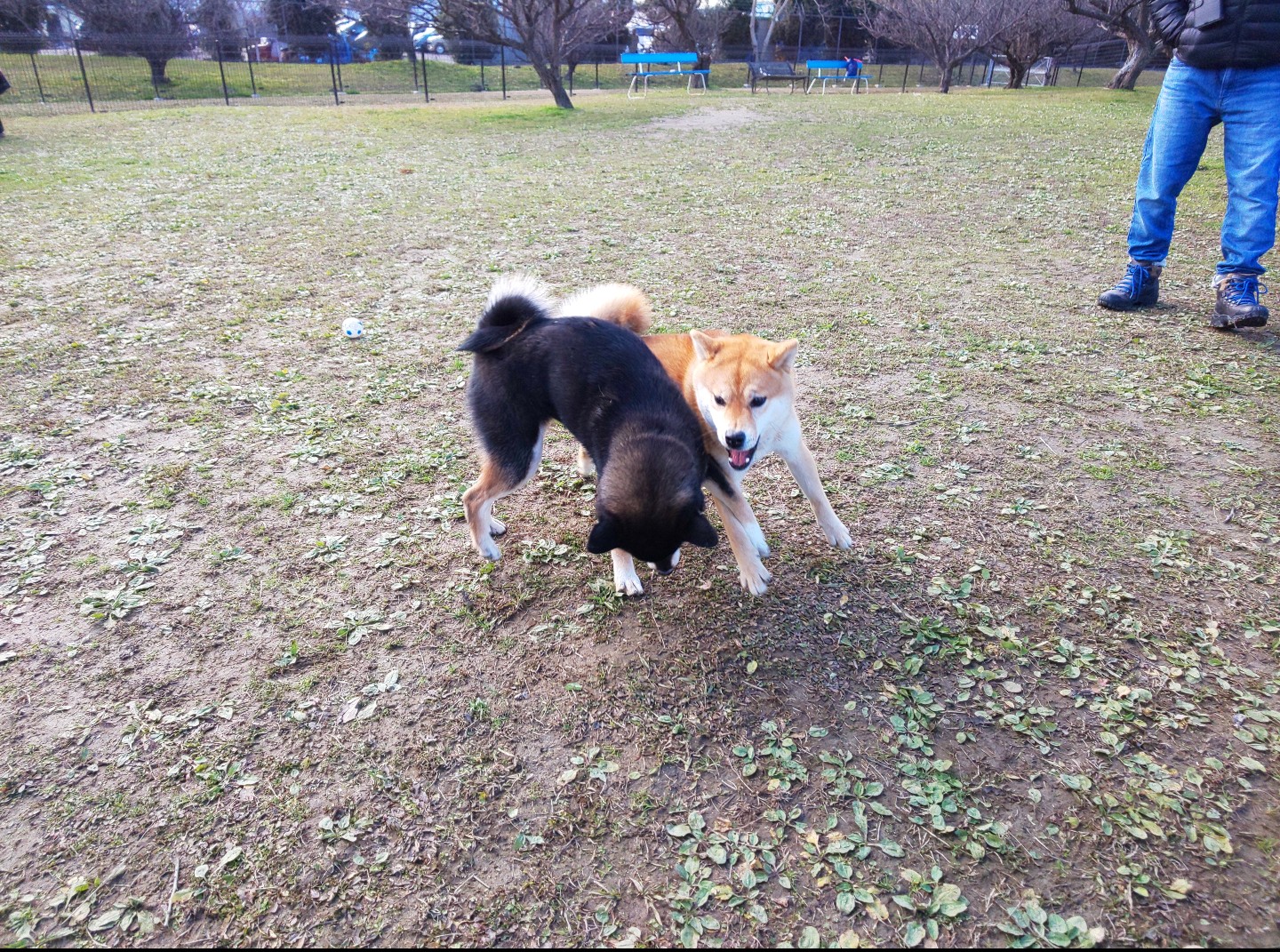 他の犬とじゃれあうすず