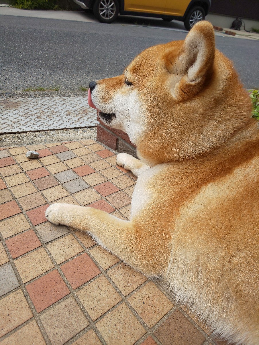 日向ぼっこするすずちゃん